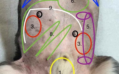 The Best, Most Rudimentary Anatomical Diagram